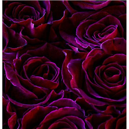 Пурпурно-Бордовый - сухой жирораст.краситель, 5 г