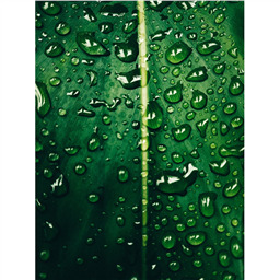 Ярко-Зеленый - сухой жирораст.краситель, 5 г